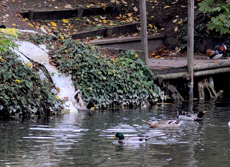 Avifauna humor