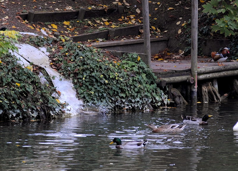 Avifauna humor