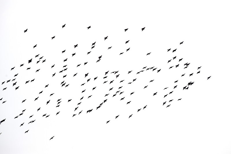 Avifauna humor