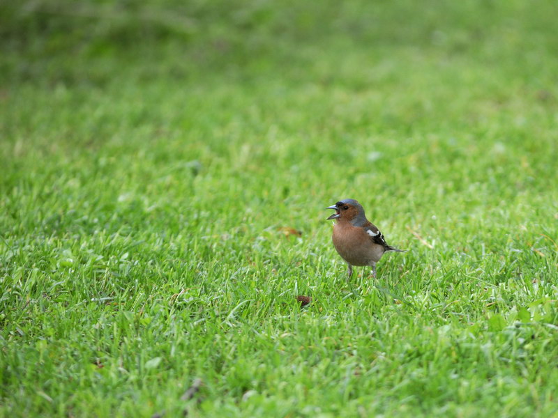 Avifauna humor