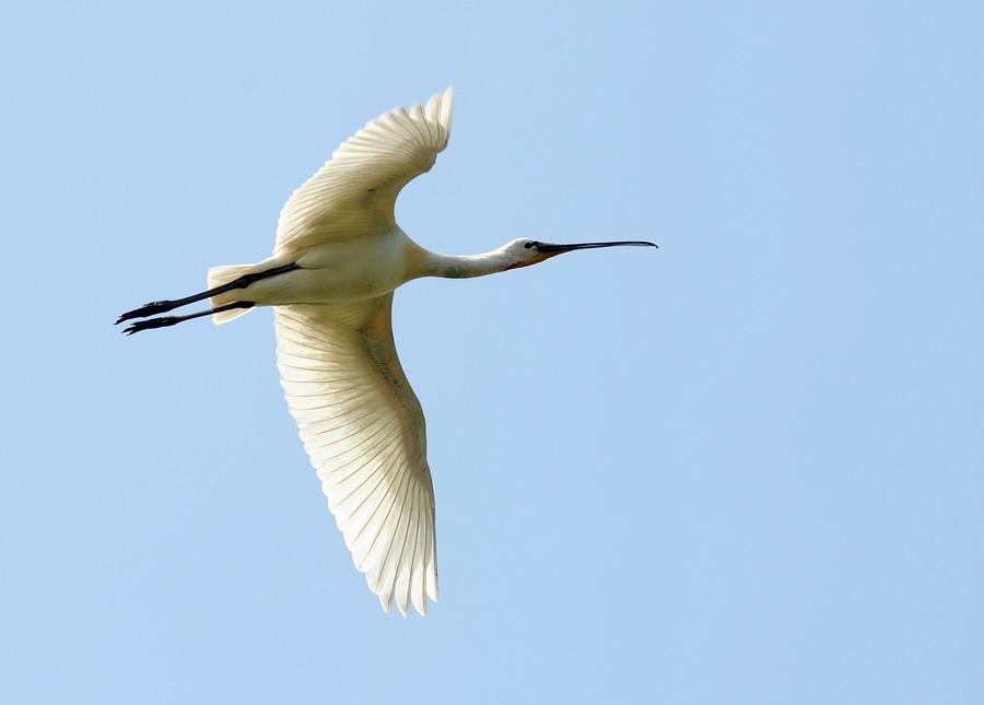 Spatola in volo