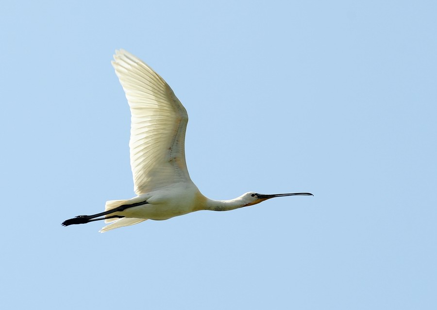 Spatola in volo