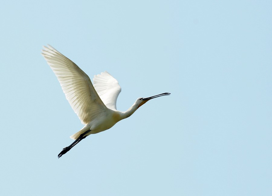 Spatola in volo