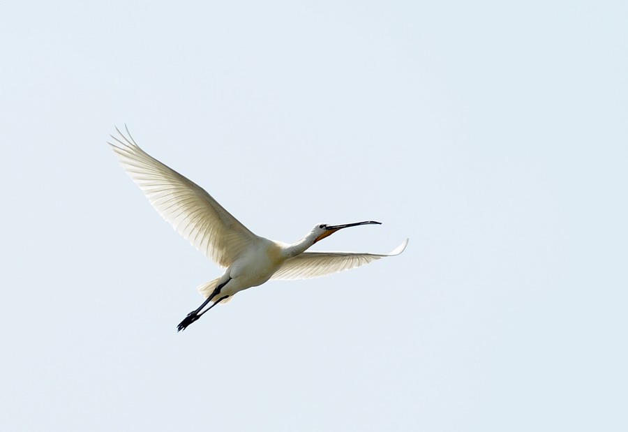 Spatola in volo