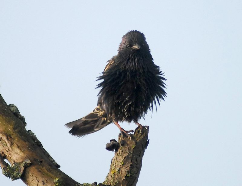 Uccelli arruffati