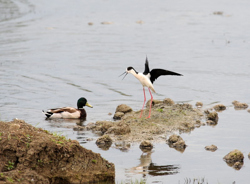 Avifauna humor
