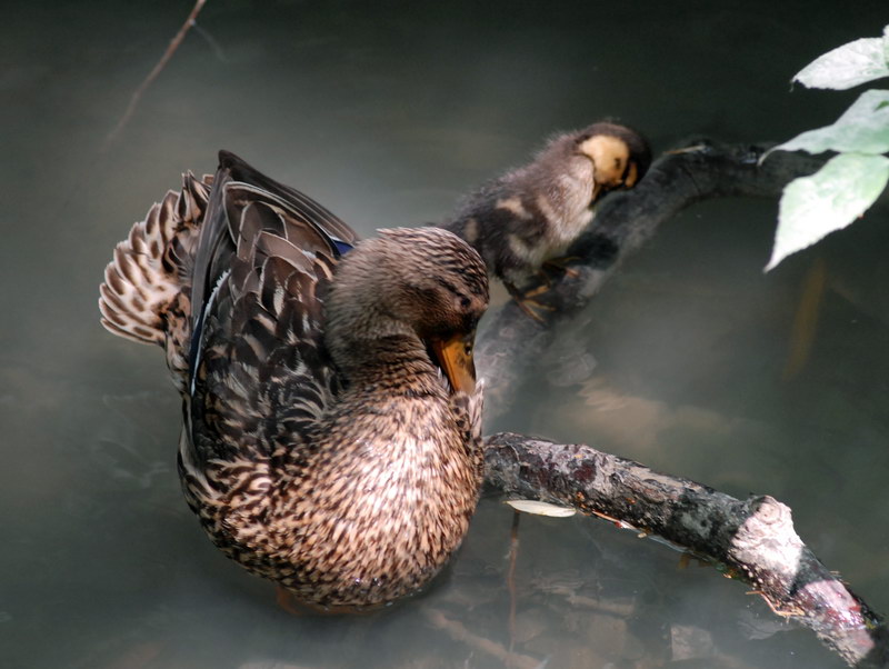 Avifauna humor