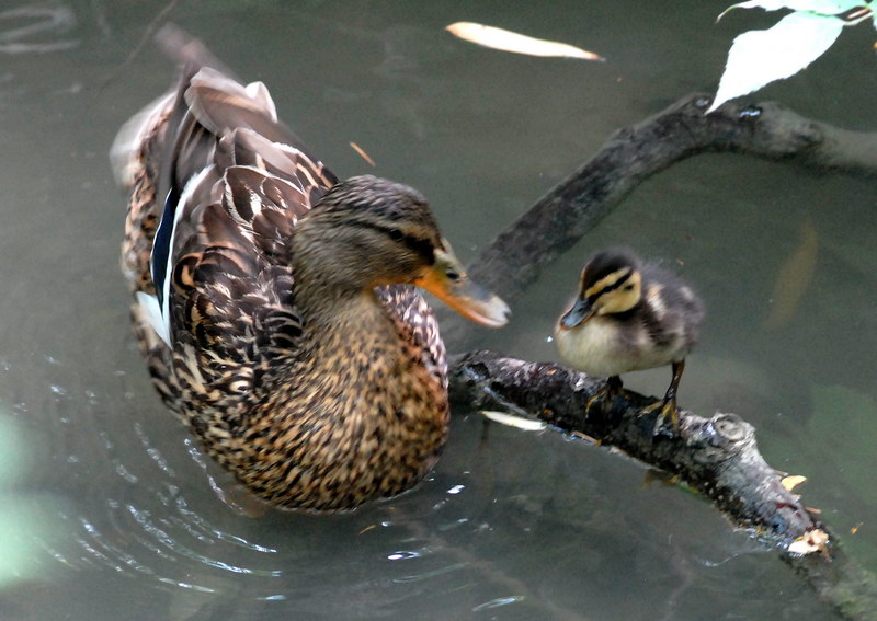 Avifauna humor