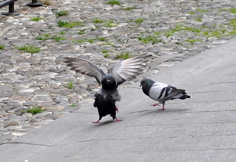 Avifauna humor