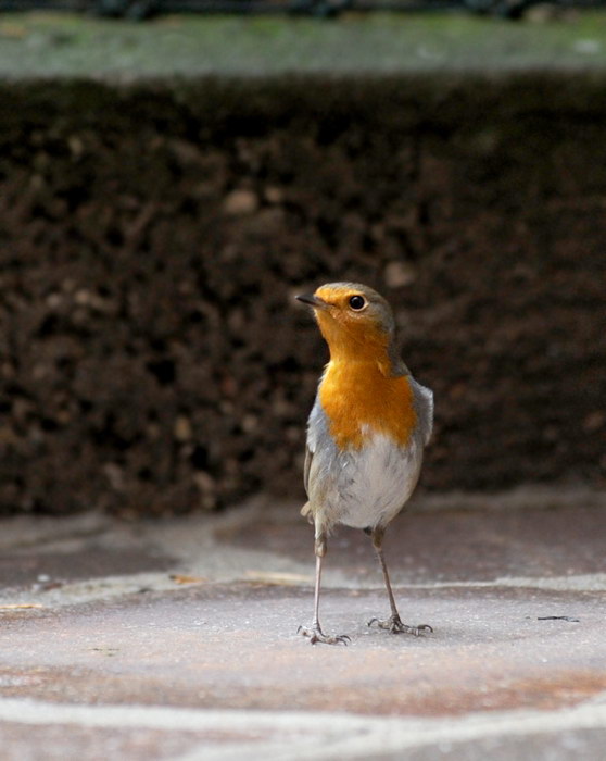 Avifauna humor