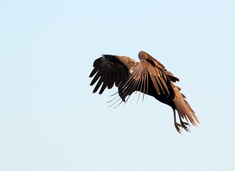 Avifauna humor