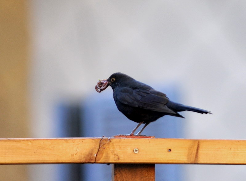 Avifauna humor