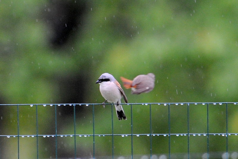 Avifauna humor