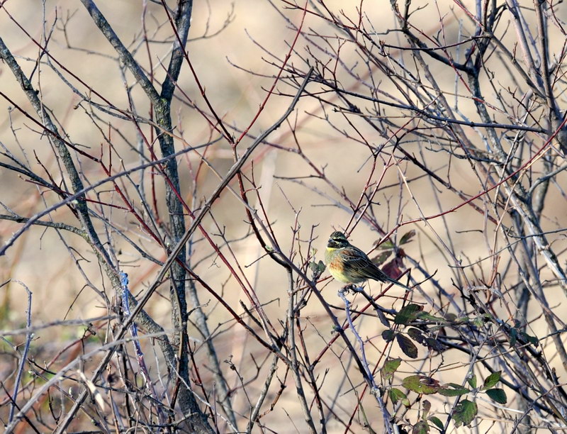 Zigolo nero-Emberiza cirlus
