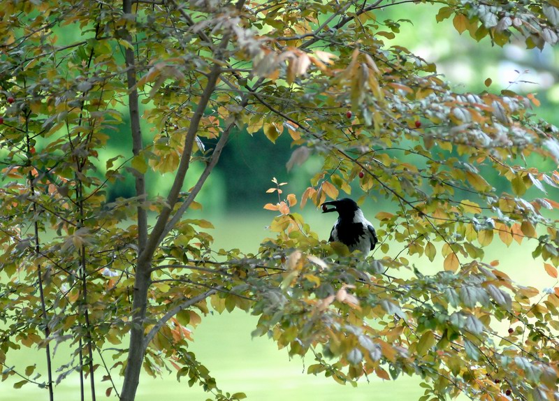Avifauna humor