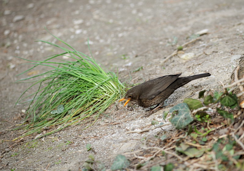 Avifauna humor