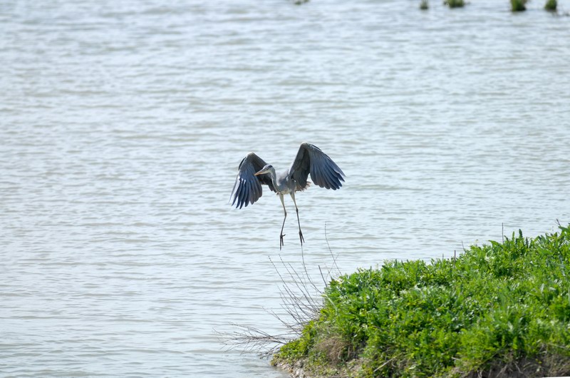 Avifauna humor