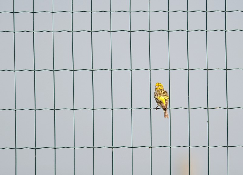 Avifauna humor