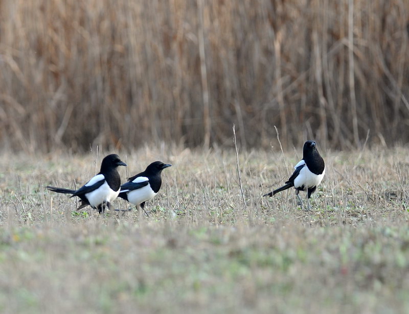 Avifauna humor