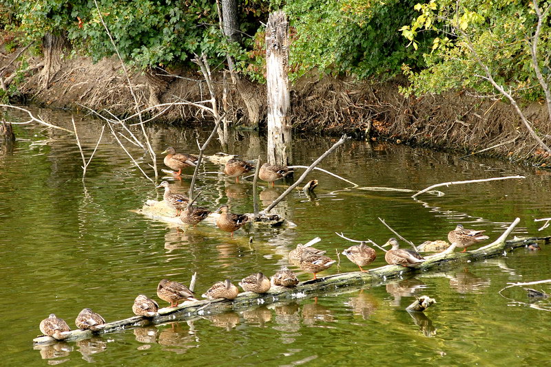 Avifauna humor