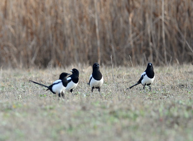Avifauna humor