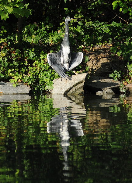 Avifauna humor