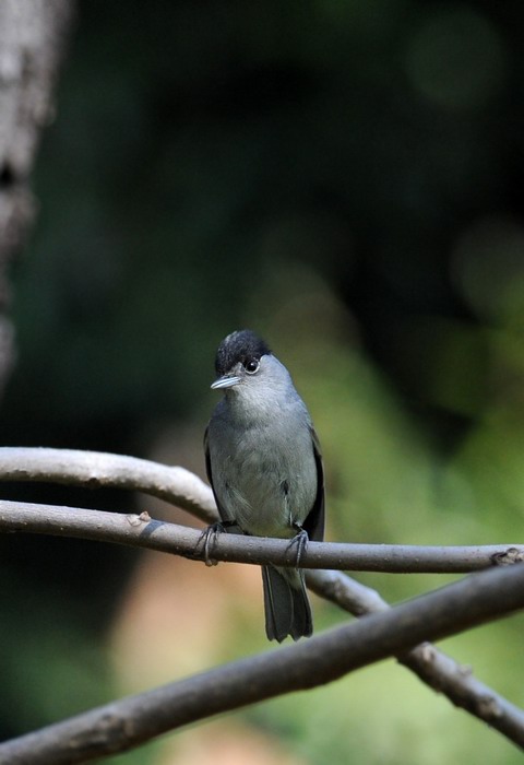 Avifauna humor