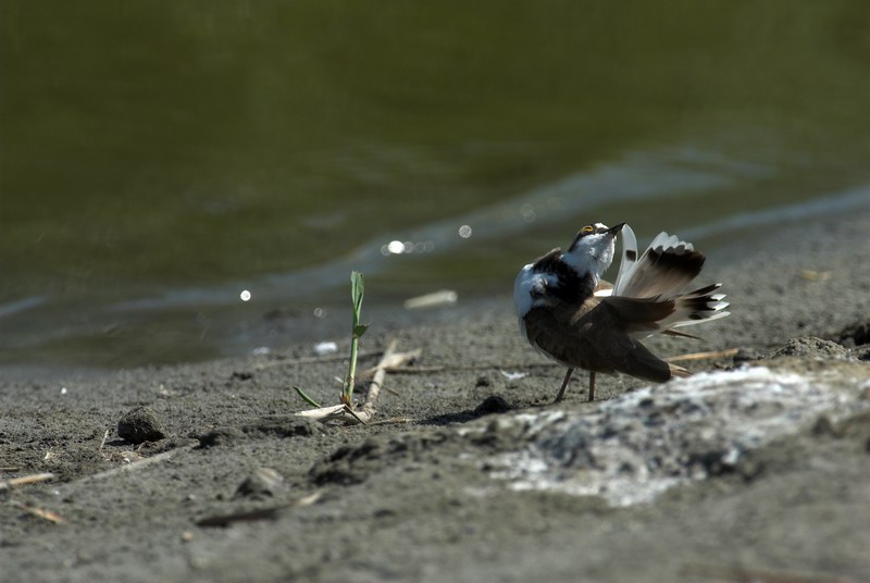 Avifauna humor