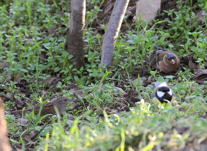 Avifauna humor