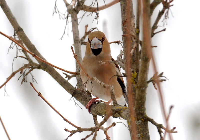 Avifauna humor