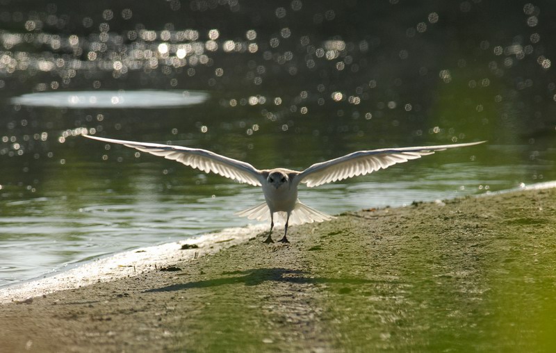 Avifauna humor