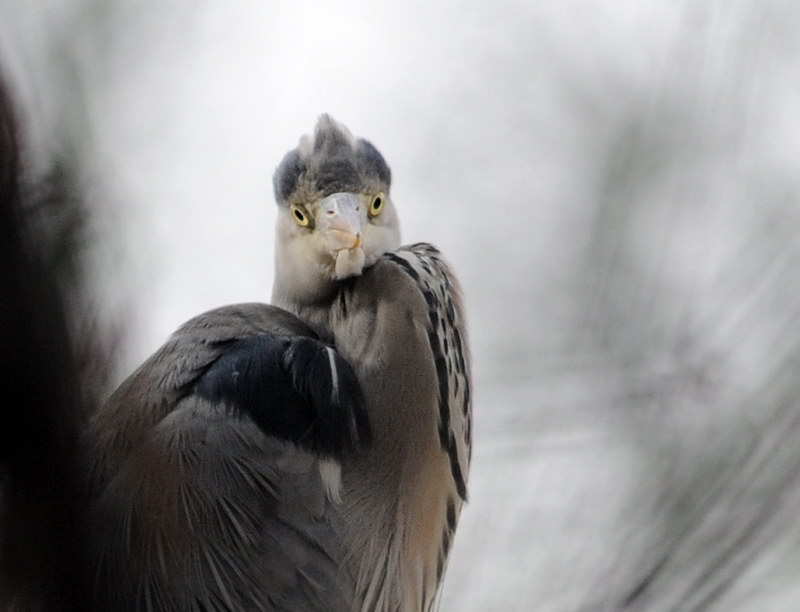 Avifauna humor