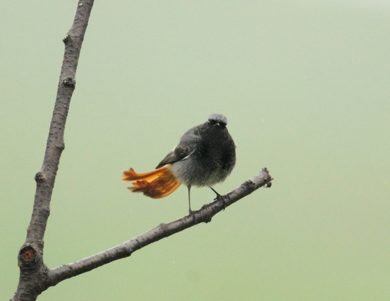 Avifauna humor