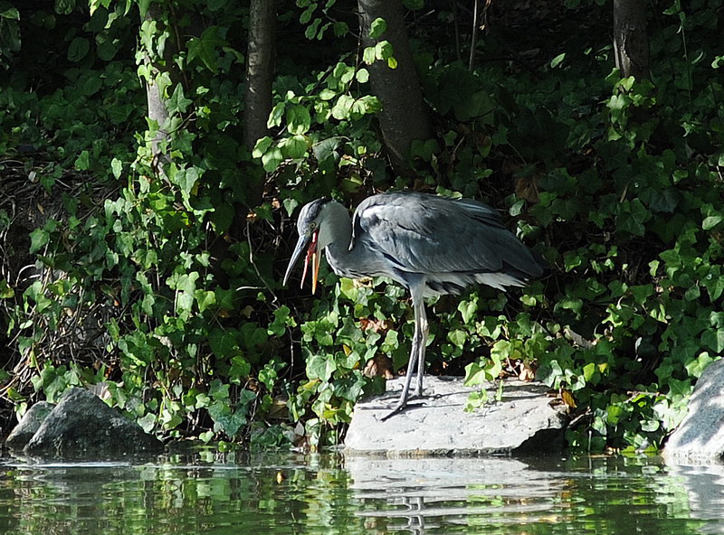 Avifauna humor