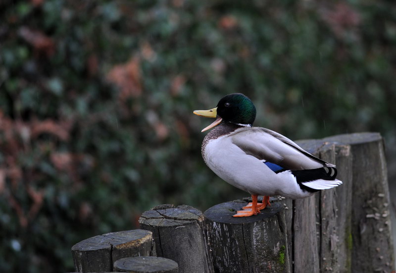 Avifauna humor