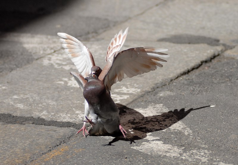 Avifauna humor