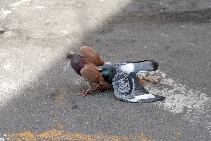 Avifauna humor