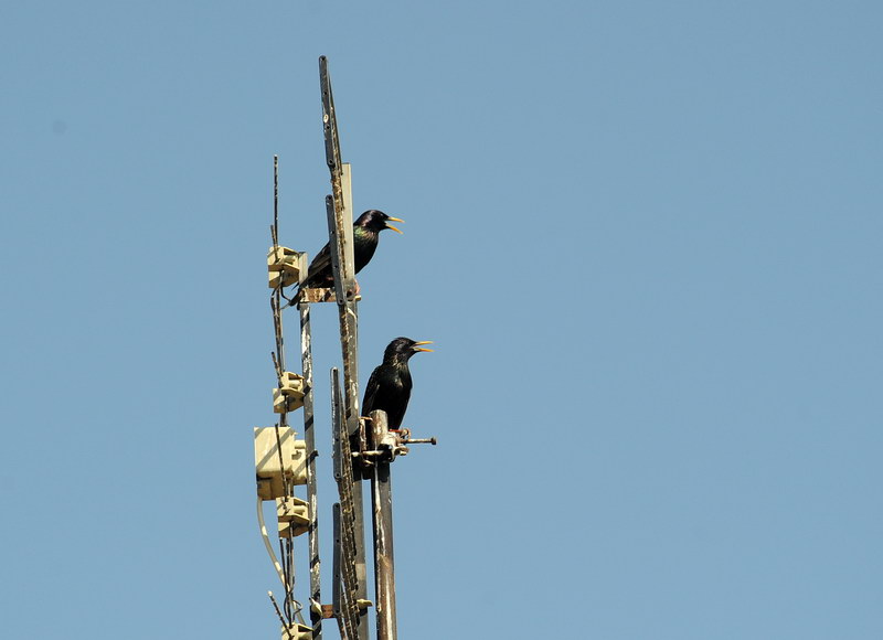 Avifauna humor