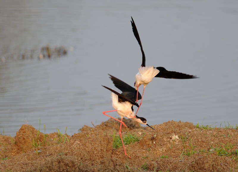 Avifauna humor