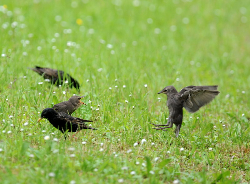 Avifauna humor