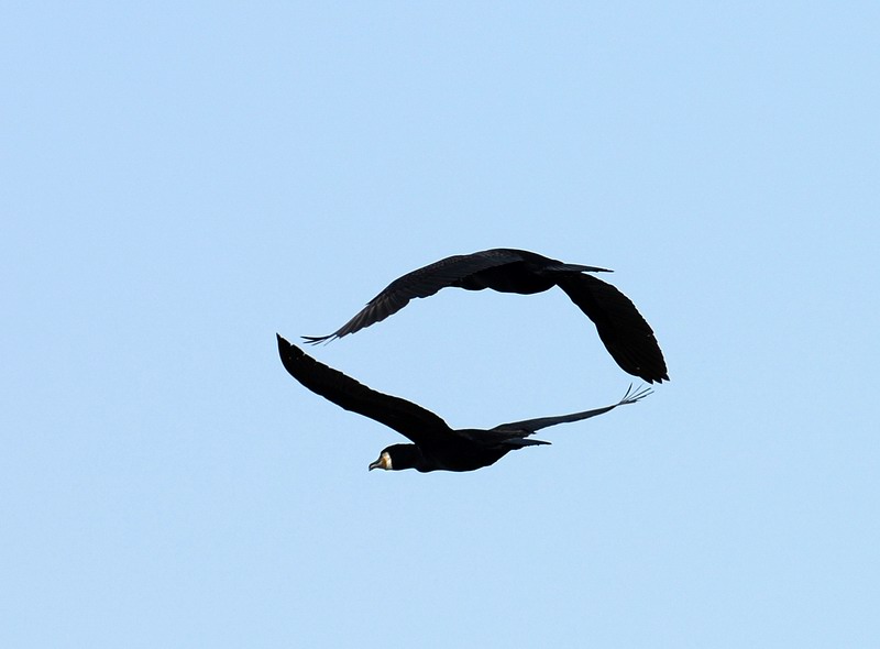 Avifauna humor
