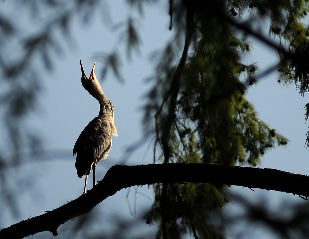 Avifauna humor