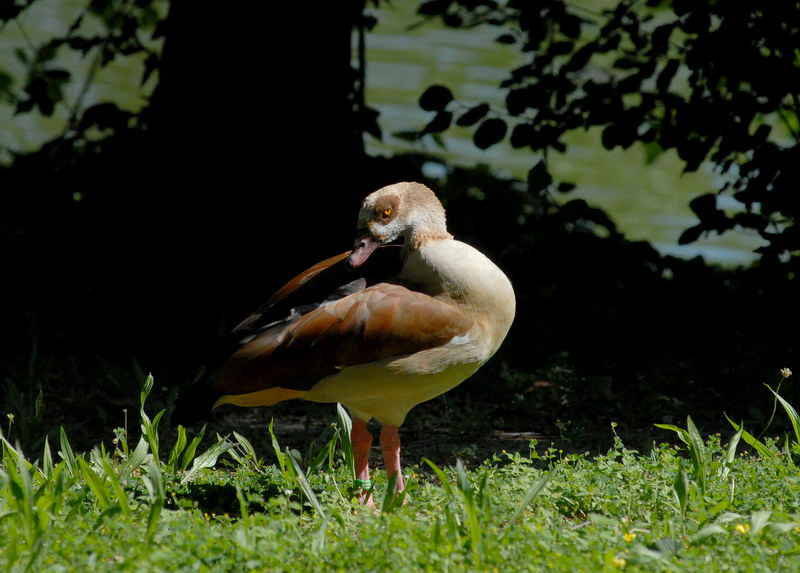 Avifauna humor