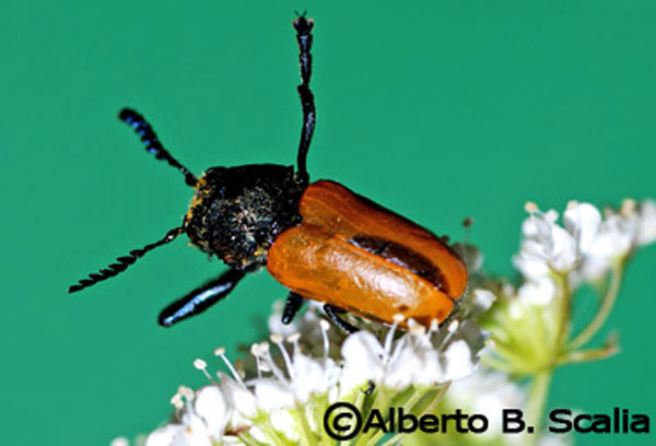 richiesta identificazione