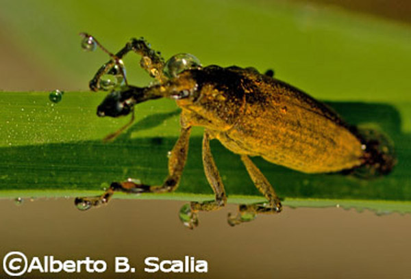 Lixus iridis annaffiato