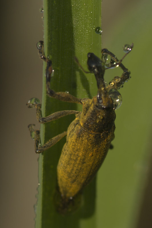 Lixus iridis annaffiato