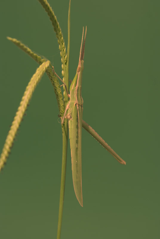 richiesta identificazione