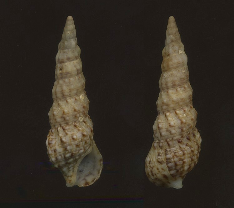 Cerithium lividulum e repandanum