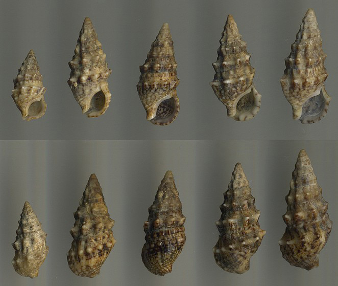 Cerithium lividulum e repandanum