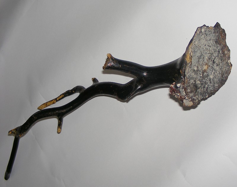 corallo nero Scilla e Simnia